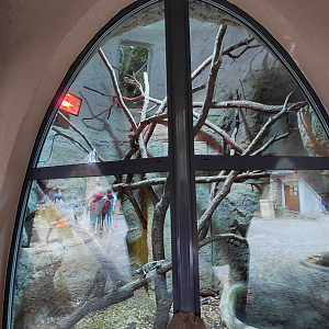 Cuban rock iguana exhibit