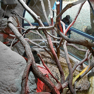 Cuban rock iguana exhibit