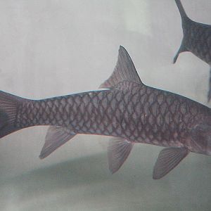 Soro carp (Neolissochilus cf. soro) - Animalium BRIN