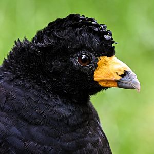 Black curassow