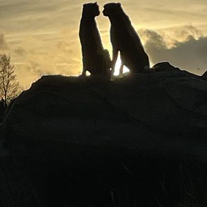 Cheetah Brothers at Sunset