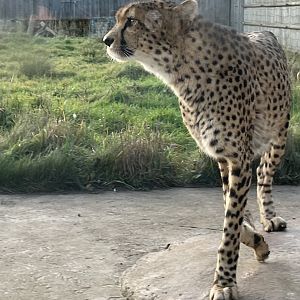 Male Cheetah