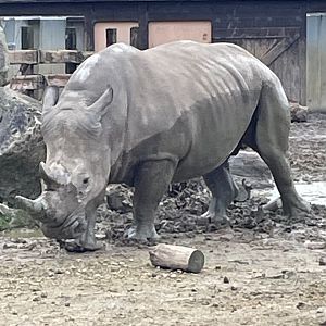 Male Southern White Rhino