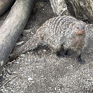 Banded Mongoose