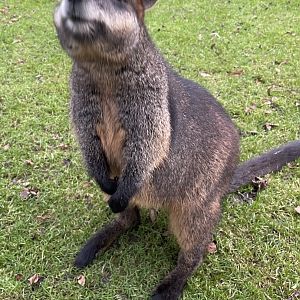 Swamp Wallaby