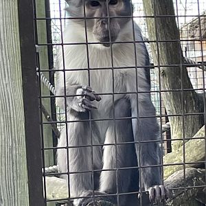 White-Crowned Mangabey