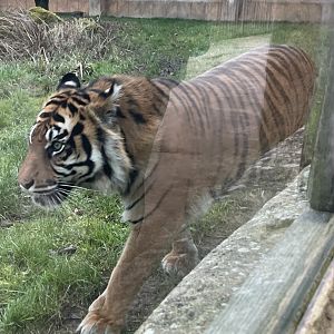 Female Sumatran Tiger, Surya
