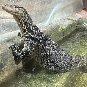 Asian Water Monitor