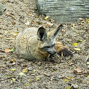 Bat-Eared Fox  - Zoo Knoxville