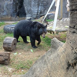 North American Black Bear - Zoo Knoxville