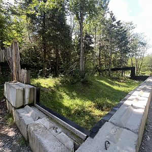 North American Porcupine exhibit
