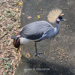 Eastern African Crowned Crane - Zoo Knoxville