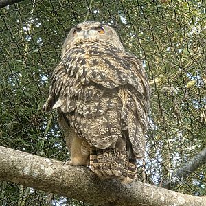 Eurasian Eagle Owl  - Zoo Knoxville