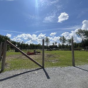 Zebra, zebu cow, donkey exhibit at the Reserve