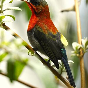 Crimson sunbird