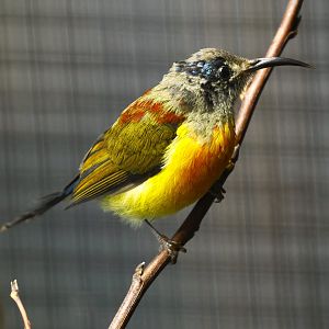 Green-tailed sunbird