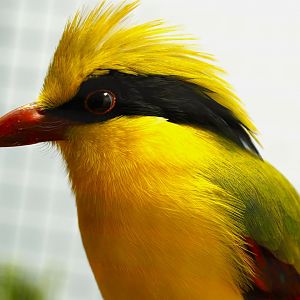 Indochinese green magpie