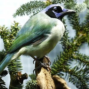 Green jay