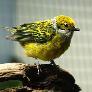 Silver-throated tanager
