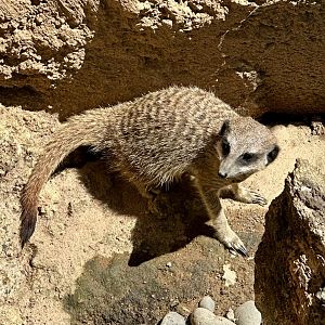 Slender-tailed meerkat (Suricata suricatta)
