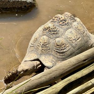 Leopard Tortoise (Wading)
