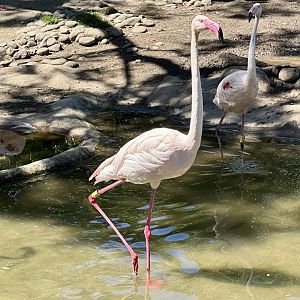 Gabriel (Greater Flamingo)
