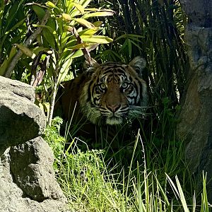 Cahya in Undergrowth