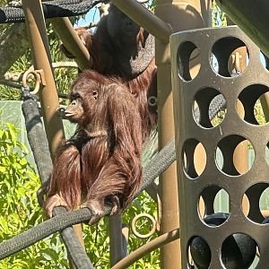 Daya (Bornean Orangutan)