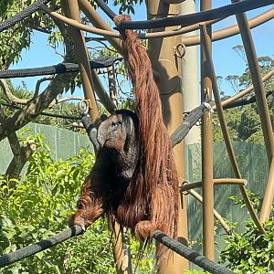 Charlie (Bornean Orangutan)