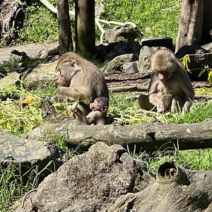 Three Generations of Hamadryas Baboon