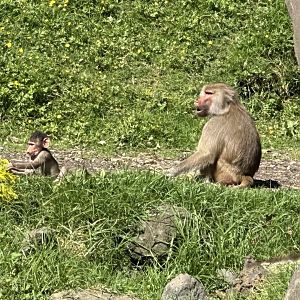 Hamadryas Baboon Infant