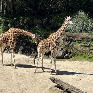 Bull Giraffe Assessing Reproductive Status