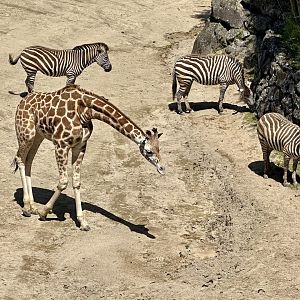 Enzi (22 Months Old)