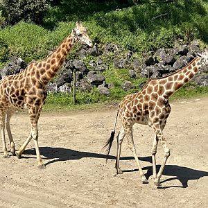 Billy and Kabili (Giraffe)
