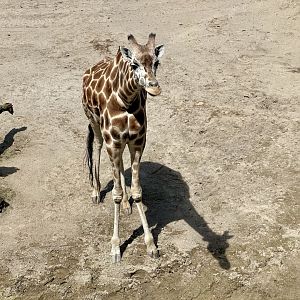 Kabili (Giraffe)