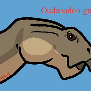 Oudenodon grandis