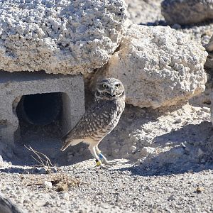Western Burrowing Owl (Athene cunicularia hypugaea) - banded