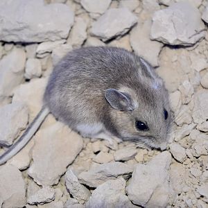 Western Deer Mouse (Peromyscus sonoriensis)