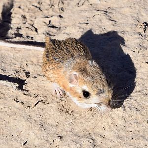 Merriam's Kangaroo Rat (Dipodomys merriami)