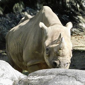 Eastern Black Rhinoceros (Diceros bicornis michaeli) November 1, 2025