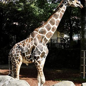 Giraffe (Giraffa camelopardalis) November 1, 2025