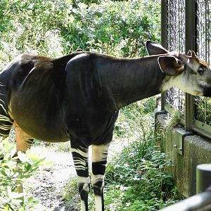 Okapi (Okapia johnstoni) November 1, 2025