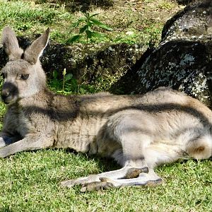 Female Eastern Gray Kangaroo (Macropus giganteus) November 1, 2025