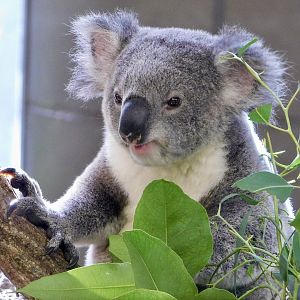 Koala (Phascolarctos cinereus) November 1, 2025