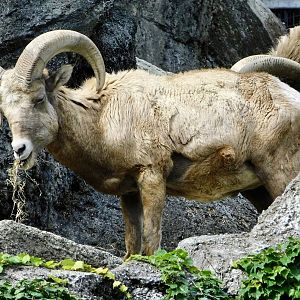 Male Bighorn Sheep (Ovis canadensis) November 1, 2025