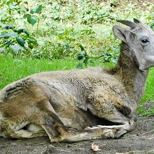 Female Bighorn Sheep (Ovis canadensis) November 1, 2025