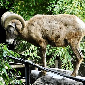 Male Bighorn Sheep (Ovis canadensis) November 1, 2025