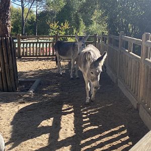 Donkeys