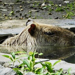 Capybara (Hydrochoerus hydrochaeris) November 1, 2025