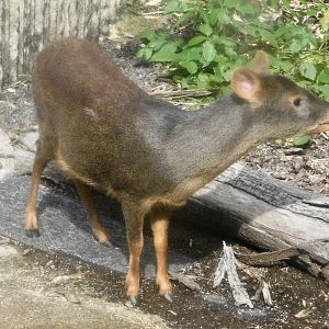 Southern Pudu (Pudu puda) November 1, 2025